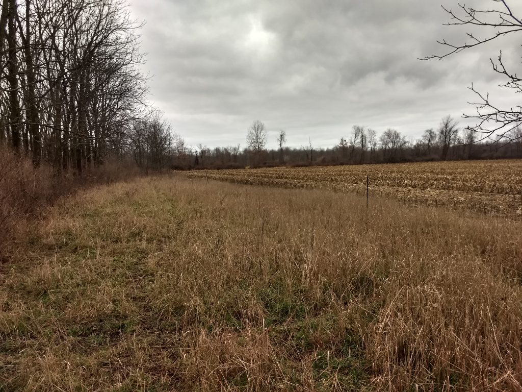 Grey Winter Day on the meadow