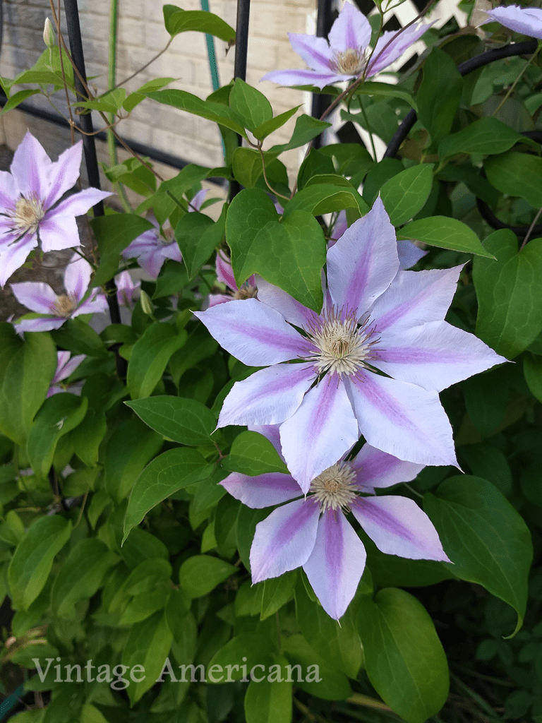 Summer clematis