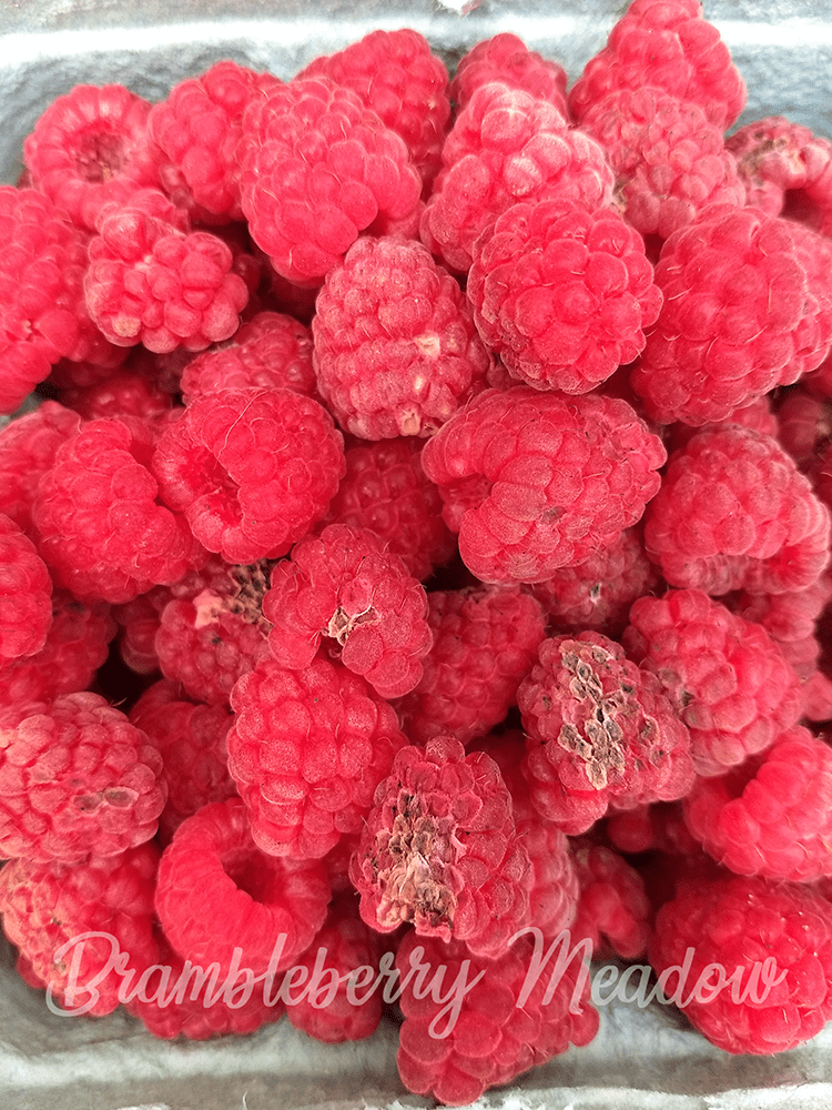 Fresh raspberries, with damage