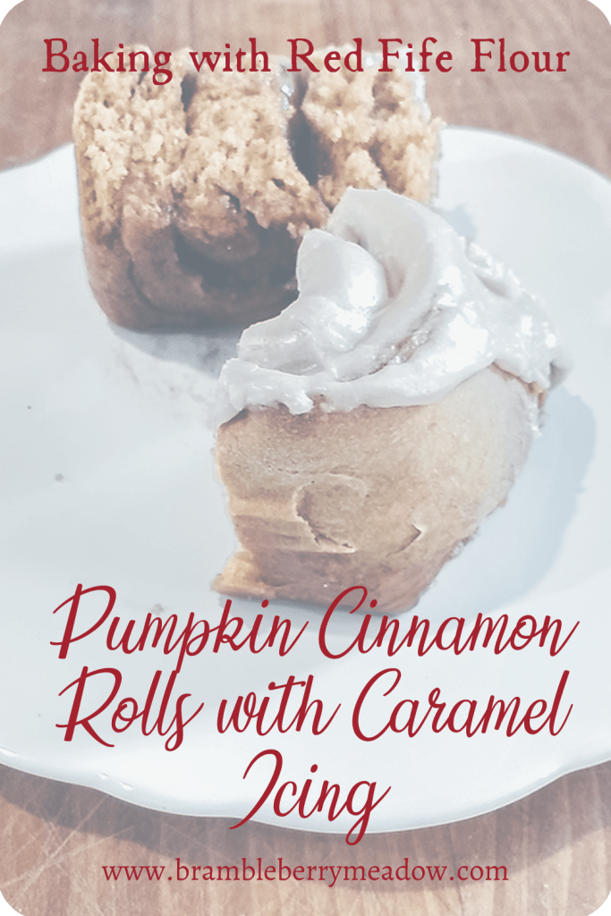 Pumpkin Cinnamon Rolls with Red Fife Flour